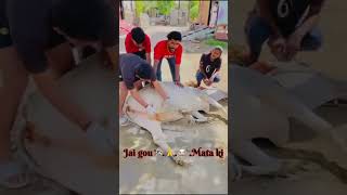 gau rakshak Cow rescue #gaurakshak #bajrangdal #cowhelp