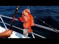 Рыбалка в Мексиканском заливе.Deep Sea Fishing in Destin, Florida. September 2020.