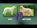 Kuvasz VS Great Pyrenees - Breed Comparison - Great Pyrenees and Kuvasz Differences