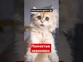 Что делать когда котенок залез на стол / Полностью невиновен юмор #юмор #мем #смешнойшортс