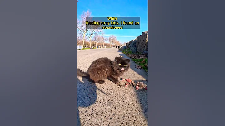 Watch the video about Short story abandoned Scottish fold #straycatrescue
