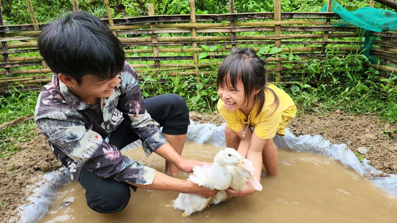 The poor girl and the boy dug a duck pond and picked fruit to sell - Ly Ton Quang