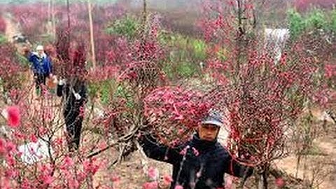 Bí quyết hãm đào, quất “cười” đúng Tết của người Hà Nội