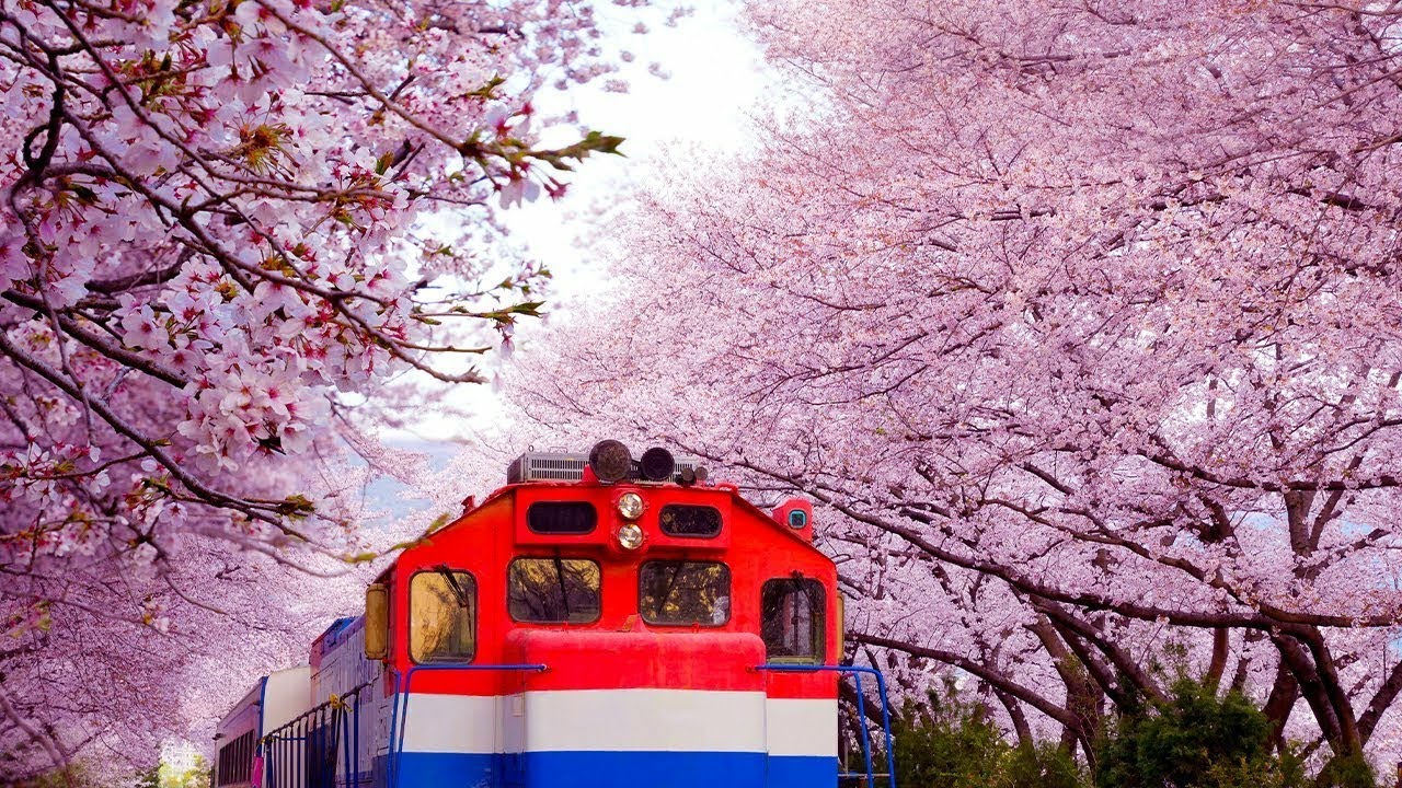 Волшебные Трели Соловья Для Исцеления Души И Тела Целебные Звуки Леса ...