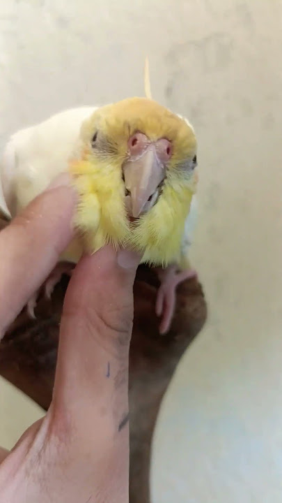Cute Cuddles Craving 🥰🦜💕 #cockatielscraze #cockatiel #vibrantbirds