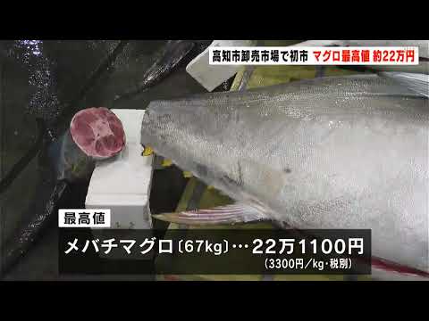 「注文が減っていたが、徐々に回復してきている」高知市卸売市場で初市 マグロの競り 最高値は約２２万円