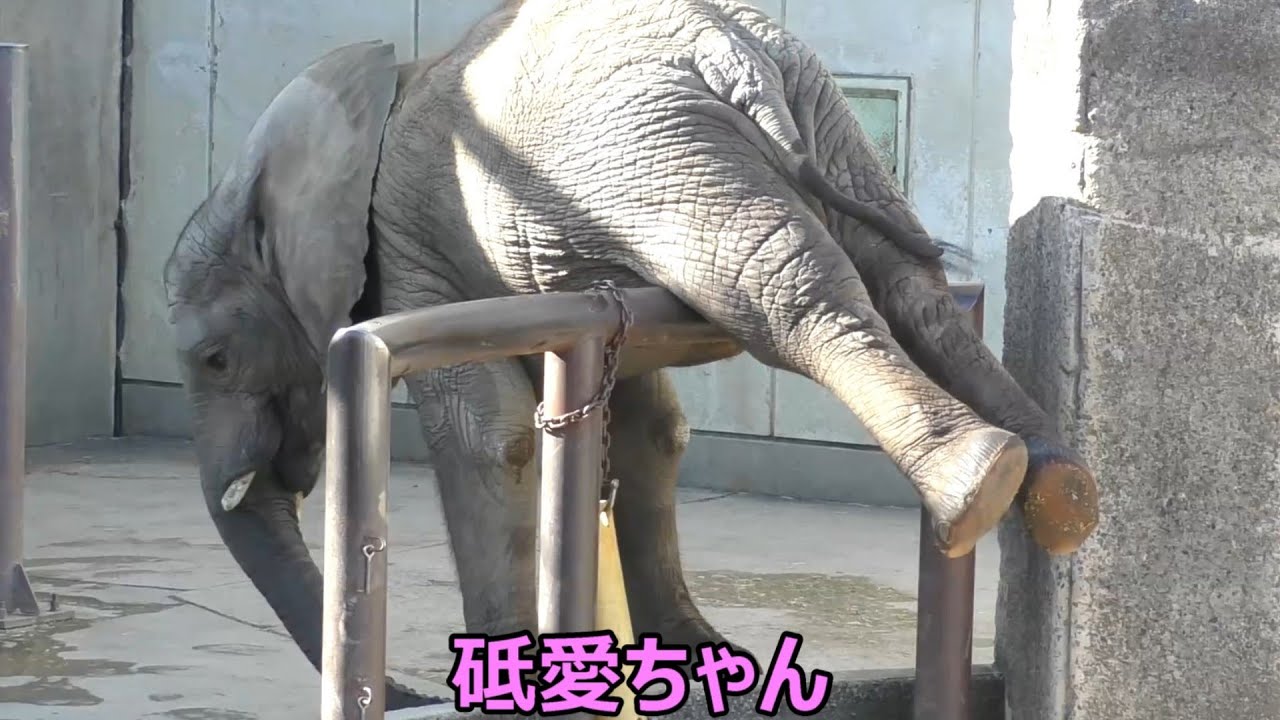 わんぱく砥愛ちゃん！媛ちゃんと仲良し♪とべ動物園にて