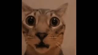 surprised cat with silent hill 2 new game sound