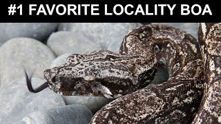 My #1 TOP FAVORITE Locality Boa!