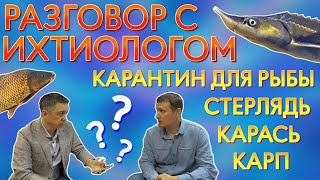 видео: Разговор с ихтиологом. Карантин для рыбы. Стерлядь. Карась. Карп картинка: Разговор с ихтиологом. Карантин для рыбы. Стерлядь. Карась. Карп