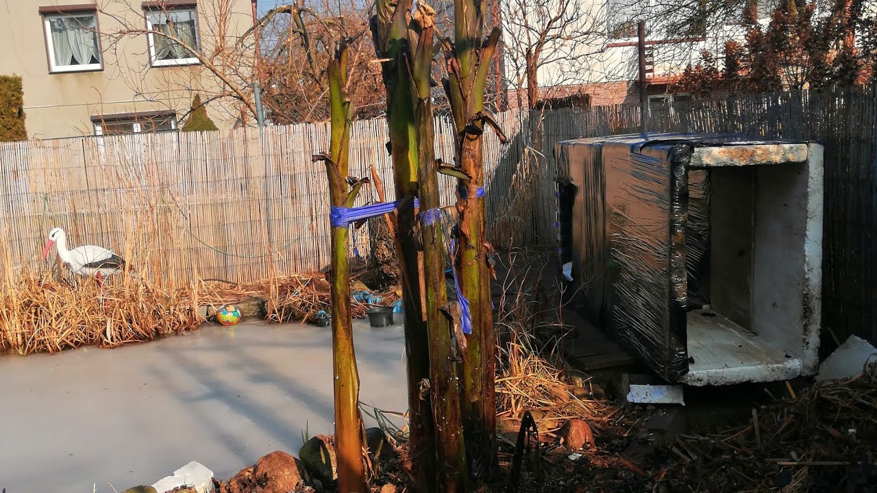 468#. Musa Basjoo- kondycja roślin w budach styropianowych bez dogrzewania. 22.02.21