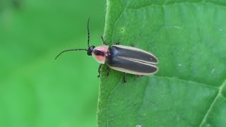 Eastern Firefly 1 HQ HD