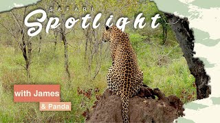 Royal Family Dispute between Maribye and Tlalamba - Safari Spotlight #3