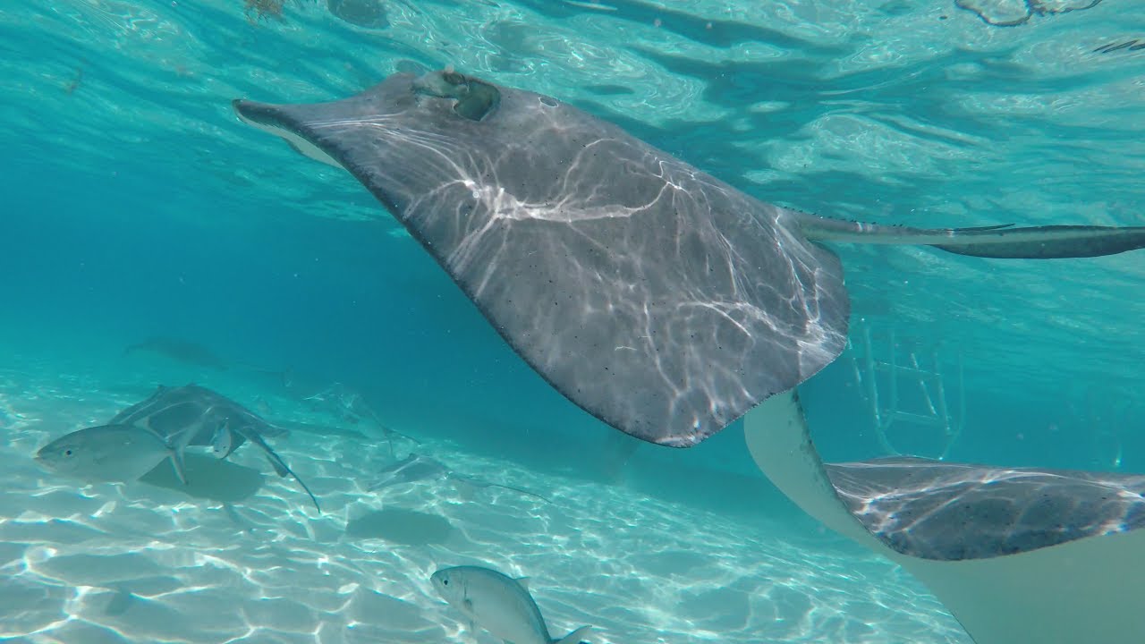 grand cayman stingray excursion