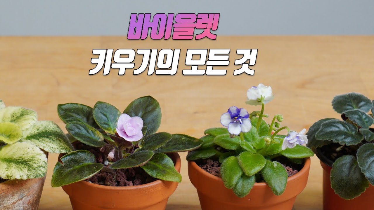 Как хорошо вырастить фиалки  - Полив, перемешивание почвы, посадка в горшки, расположение листьев