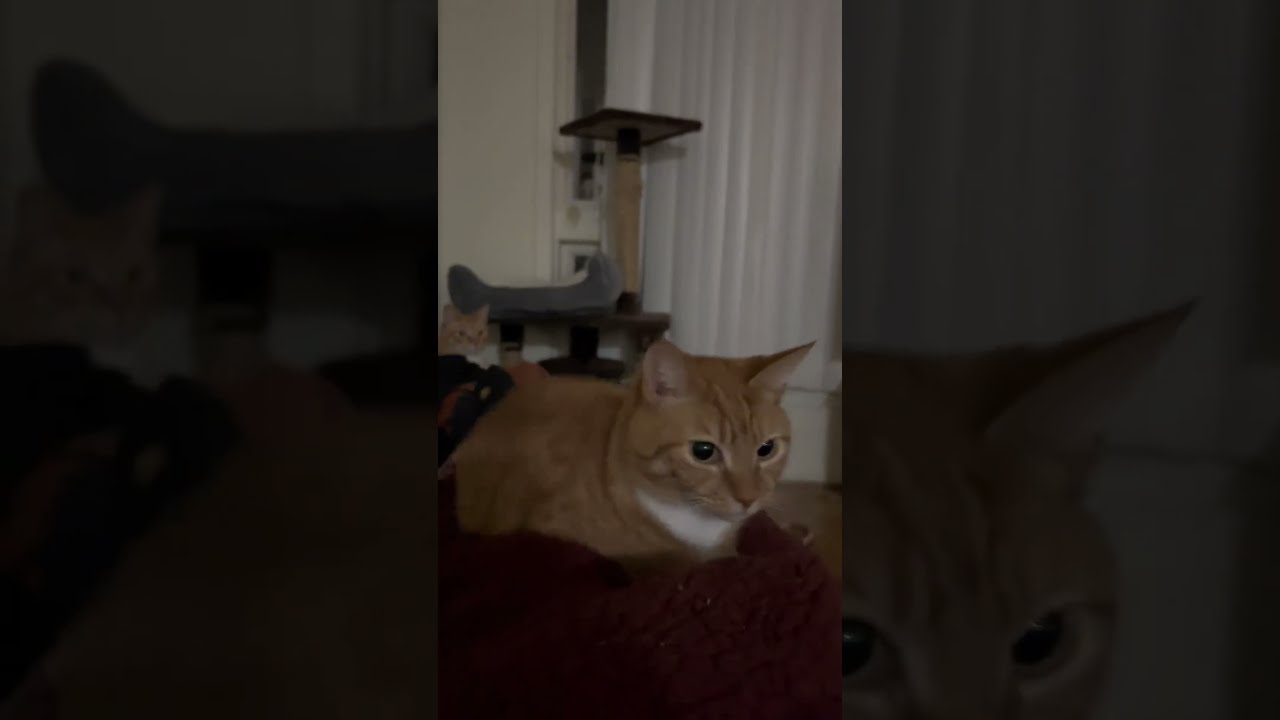  Meet QQ Bouncy Cat The Newest Meme Legend