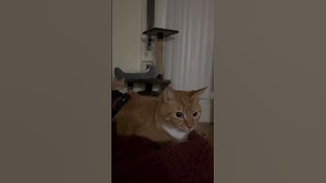 Thumbnail of 😹 Meet QQ Bouncy Cat – The Newest Meme Legend! 🐾✨