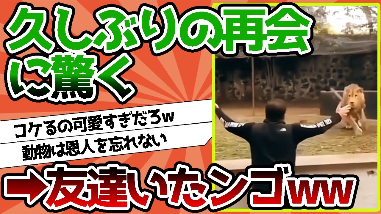 【2ch動物スレ】久しぶりの再会にびっくりしてこけちゃうライオンさん←うわぁぁぁぁぁぁぁ友達いたンゴ～～