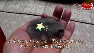 最近のももちゃん。【ハムスターを飼うと癒されますね。】