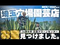 【埼玉園芸店巡り】斑入りアガベ、地植えアガベ、サボテン、盆栽が見つかる穴場園芸店、花園グリーンセンター!