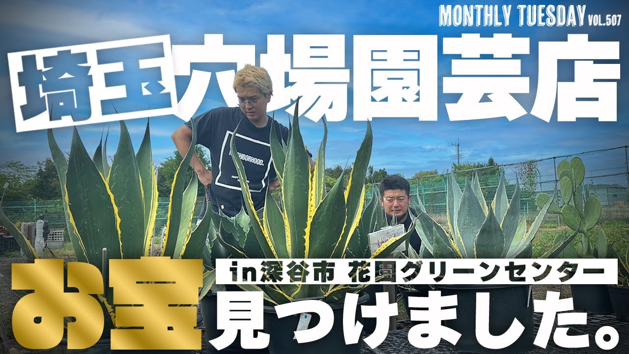 【埼玉園芸店巡り】斑入りアガベ、地植えアガベ、サボテン、盆栽が見つかる穴場園芸店、花園グリーンセンター！