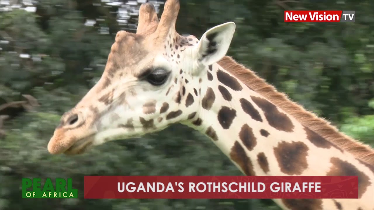 bukedde tv 1 live now Pearl of Africa: Uganda's Rothschild giraffe