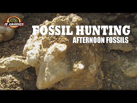 Video: Je Gnetum živi fosil?