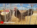 Recorrido Gallos En Expo Irapuato 2019