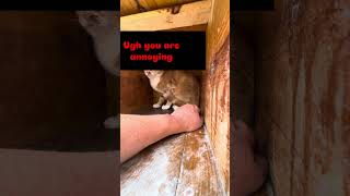 Petting A Feral Cat