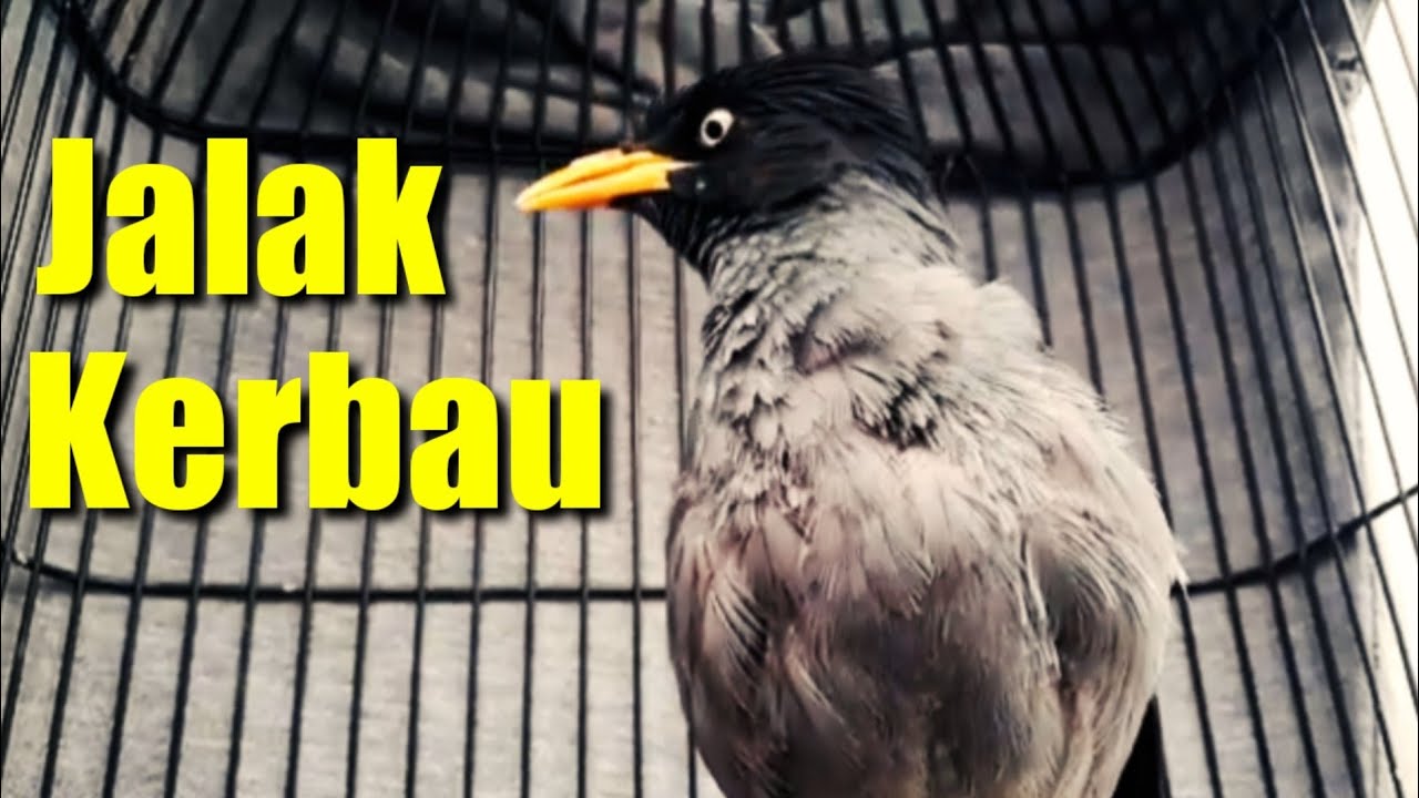 Suara Burung Jalak Kerbau [Buat Pancingan] 