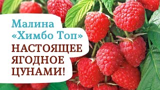 Сорт Малины Химбо Топ Фото