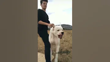 Aggressive Dogo Argentino Dog Transformation Shorts Jaishreeram 2m 