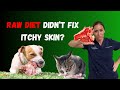 Why a raw food diet didnt fix your pets itchy skin  holistic vet advice