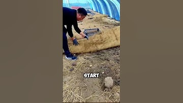 mô hình nuôi cóc #farming