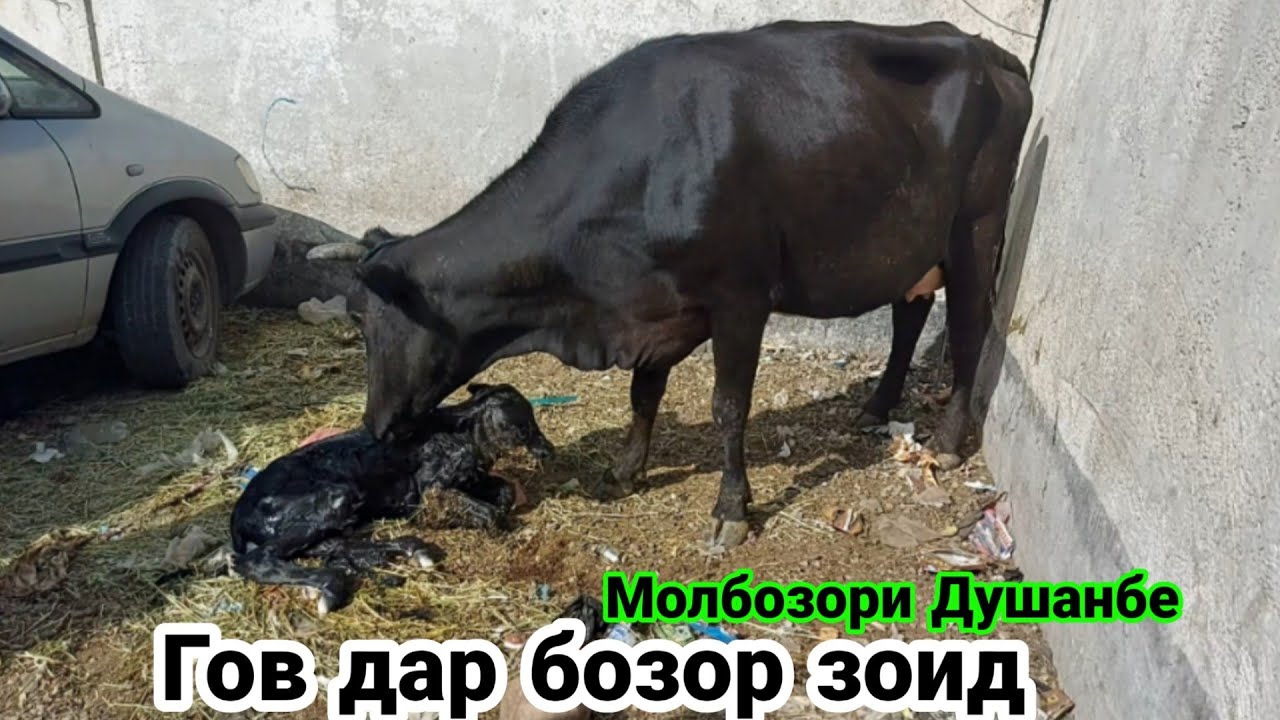 Молбозори Душанбеда гов зоид нархи гови ширте 10 августа 2022 г.