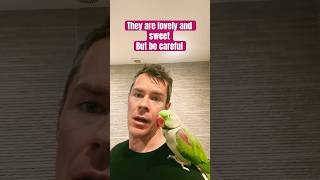 Alexandrine parrot #parrotvideos #parrot #alexanderparrot #bird #alexparrot #birdspecies #bird