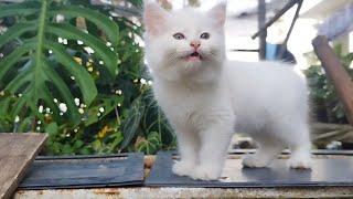 CUTE CAT - STACY BEST CAT -BILLI KARTI MEOW MEOW - kitten funny - Animal Funny- VS 070