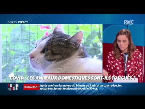 Vidéo: Les chiens peuvent-ils attraper le covid ?