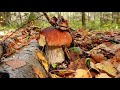 Гриби 2020 в Каппатських лісах,поляна білих грибів