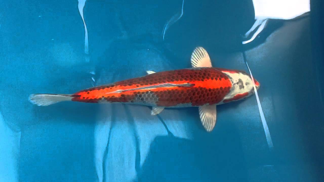 Boddington Koi Kujaku Jk16203 YouTube