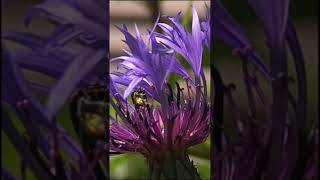 Little bee gathering pollen