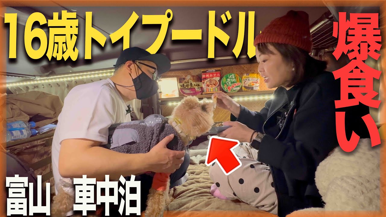 【シニア犬とハイエース車中泊】ご飯が美味しすぎて大変なことに！VANWANLIFEイベント帰りに