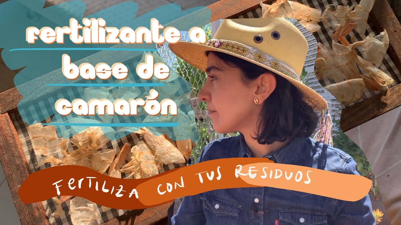 ABONO ORGÁNICO CASERO a base de cáscaras de camarón.