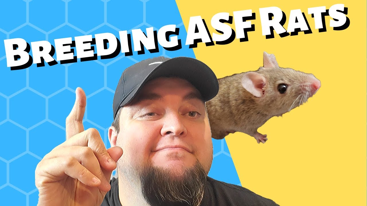 The Truth about Breeding ASF Rats (African Soft Furs) YouTube