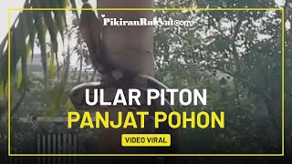 Viral Video Ular Piton Panjat Pohon Kelapa, Netizen: Bayangin Lagi Jalan Tiba-tiba Ketimpa Beginian