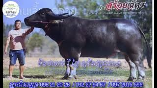 បង្កាត់គោ ក្របី តាមបែបសិប្បនិម្មិត ខេត្តកំពង់ចាម