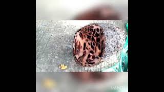 Alternatif obat kanker dari sarang semut || mengurangi darah tinggi || obat alami ||obat herbal...