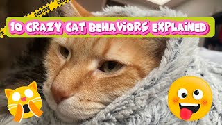 10 Cat Behaviors Explained