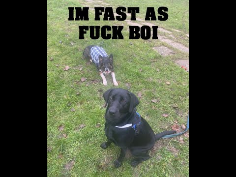 IM FAST AS FUCK BOI  #shorts