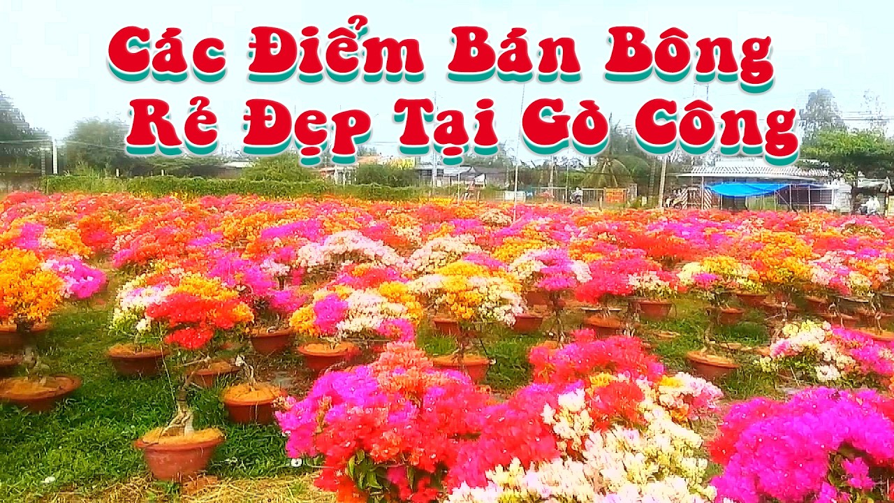 Các Điểm Bán Bông Gía Rẻ , Đẹp Tại Gò Công